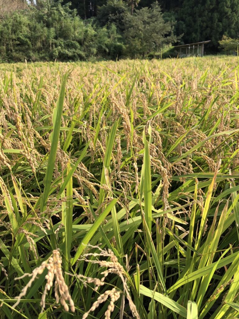 新米‼えびの産ひのひかり祭 | 総合仕出し 大太鼓